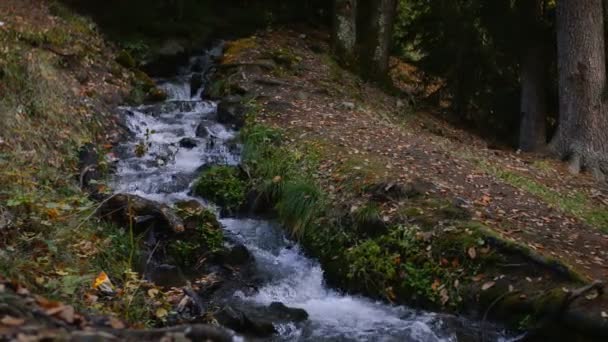 Fjällbäck i skogen — Stockvideo