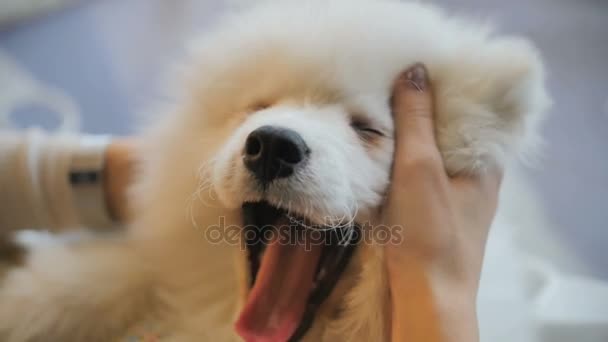 Perro samoyedo retrato de cerca. Manos temblando — Vídeo de stock