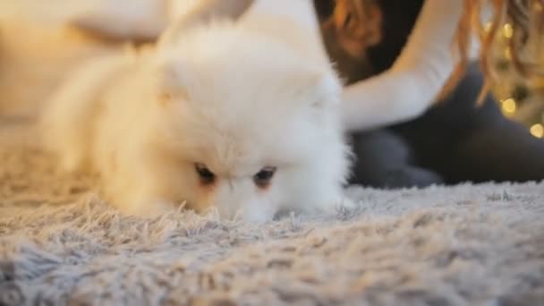 Ładna dziewczyna bawi się pies szczeniak samojeda pomieszczeniu — Wideo stockowe