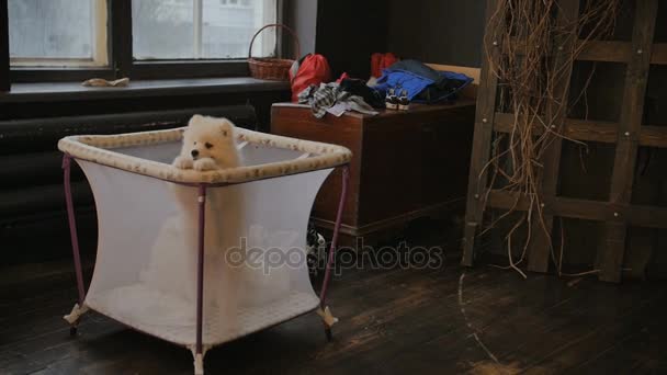 Carino cucciolo samoyed nella rete gabbia bambino. Vuole uscire e giocare. — Video Stock