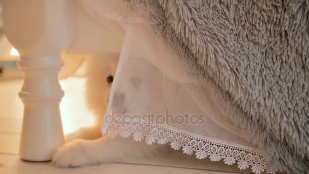 Petit chiot samoyed chien sous le lit — Video