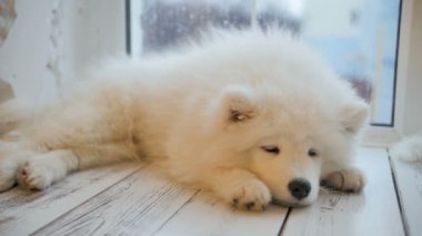 Samoyed köpek yavrusu yerde yatarken uyku yorgun