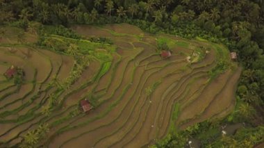 Bali 'de Jatiluwih Rice Terasları, yukarıdan manzara. Hava aracı 4k görüntüsü