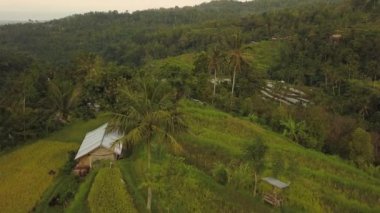 Bali 'de Jatiluwih Rice Terasları, yukarıdan manzara. Hava aracı 4k görüntüsü