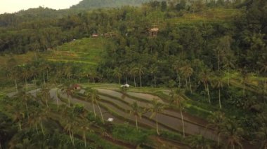 Bali 'de Jatiluwih Rice Terasları, yukarıdan manzara. Hava aracı 4k görüntüsü