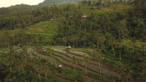 Jatiluwih Rijstterrassen op Bali, uitzicht van bovenaf. Luchtdrone 4k-beelden — Stockvideo