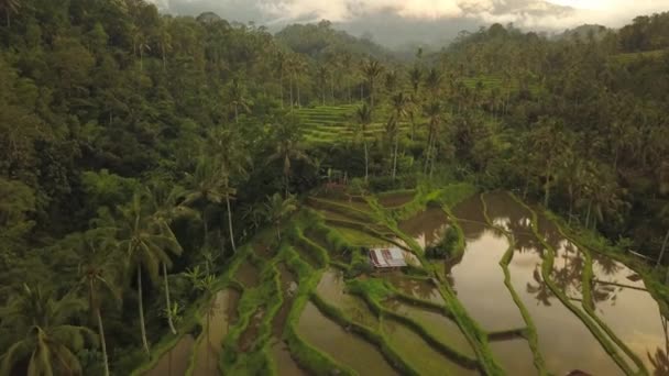 Jatiluwih Rice Teras di Bali, pemandangan dari atas. Rekaman drone 4k udara — Stok Video