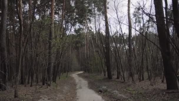 Gizemli ve korkutucu bir orman. Kirli yol yolu — Stok video