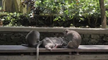 Maymun maymunu ormanında bir grup maymun birbirlerini temizliyor, Ubud.