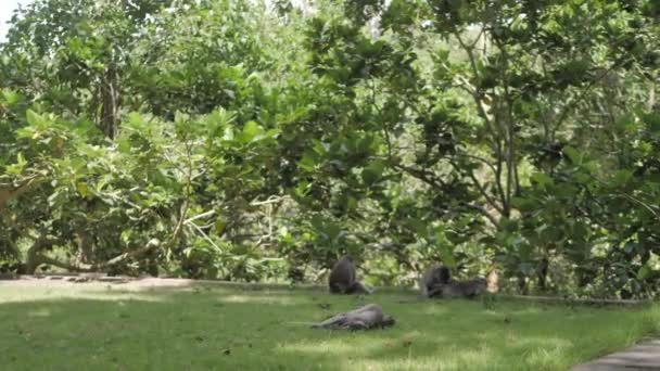 Группа обезьян очистить друг друга в святилище обезьяны леса, Убуд — стоковое видео