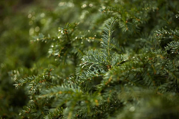 Enbär Gren Droppar Efter Regn — Stockfoto