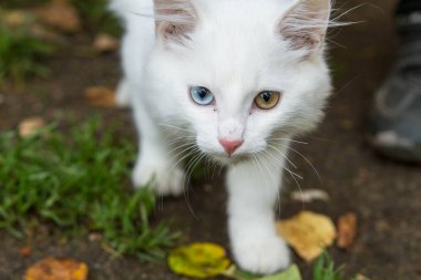 beyaz kedi, hayvan, Evcil hayvan, güzel,