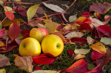 Elmalı, kırmızı ve sarı sonbahar manzara yaprak