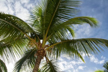 palm, Hindistan cevizi, tropikal, egzotik, ahşap