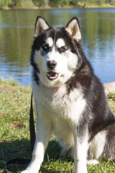 Husky, cane, animale, domestico, bello, purosangue, siberiano, intelligente — Foto Stock