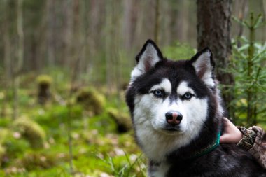 Husky, köpek, hayvan, güzel, safkan, Sibirya
