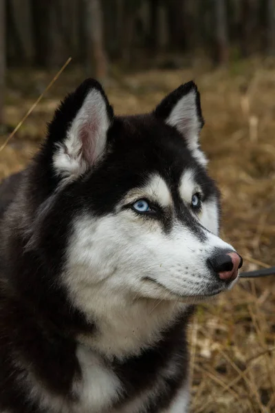 Хаски, собака, животное, красивое, чистокровное, сибирское — стоковое фото