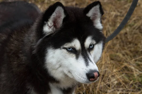 Husky, pies, zwierzę, piękny, rasowy, Syberyjski Obrazy Stockowe bez tantiem