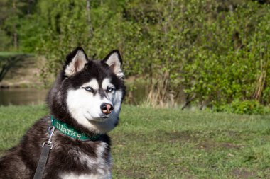 Husky, köpek, hayvan, Evcil, güzel, safkan