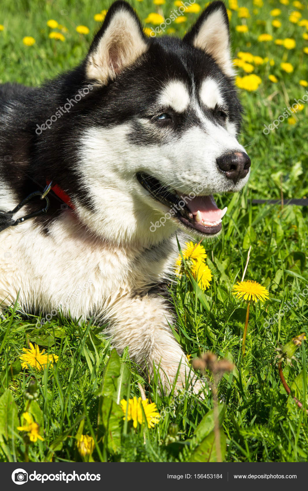 Husky Domestic Animal Chien Beau Pur Sang Photographie