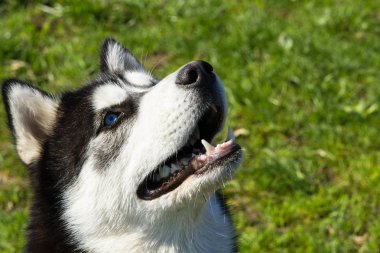 Husky, köpek, hayvan, Evcil, güzel, safkan