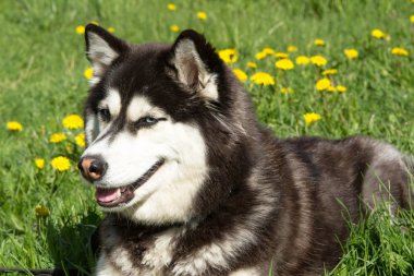 Husky, köpek, hayvan, Evcil, güzel, safkan