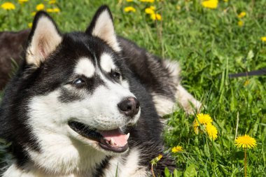 Husky, köpek, hayvan, Evcil, güzel, safkan