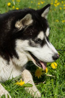 Husky, köpek, hayvan, Evcil, güzel, safkan