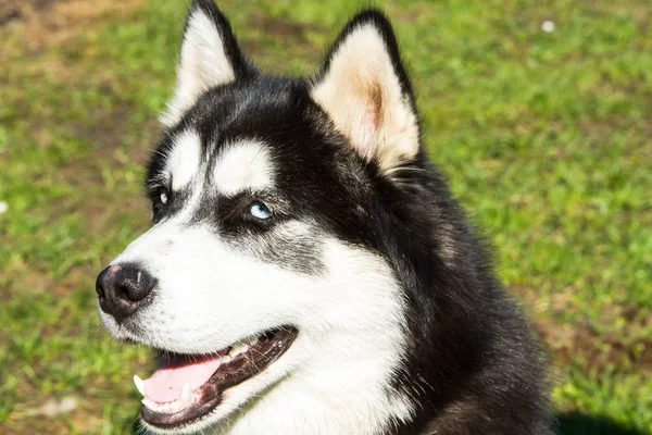 Husky, hond, dier, huisdier, mooie, volbloed — Stockfoto