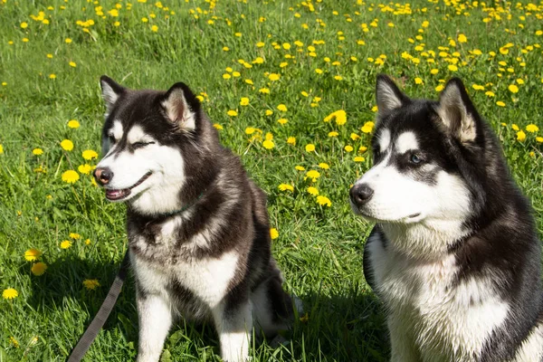 Husky, cão, animal, doméstico, bonito, puro sangue — Fotografia de Stock