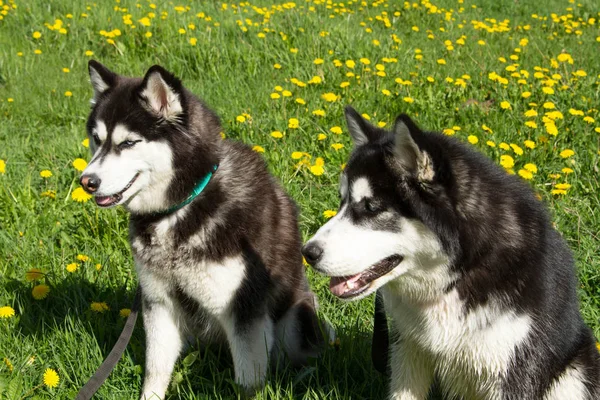 Husky, hond, dier, huisdier, mooie, volbloed — Stockfoto