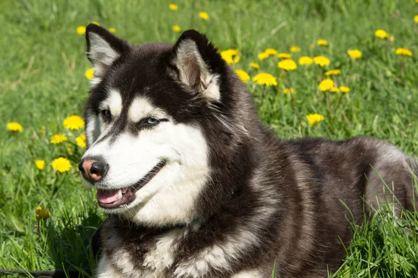 Husky, kutya, állat, belföldi, gyönyörű, fajtiszta — Stock Fotó