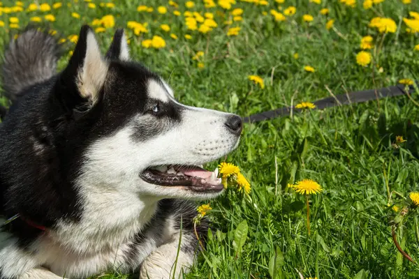 Husky, cane, animale, domestico, bello, purosangue — Foto Stock