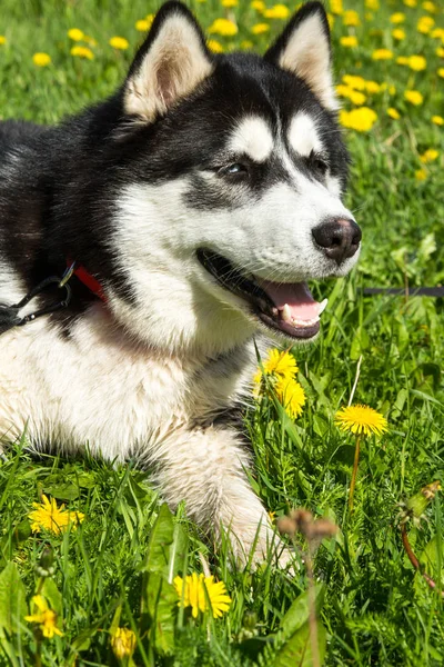 Husky, cane, animale, domestico, bello, purosangue — Foto Stock