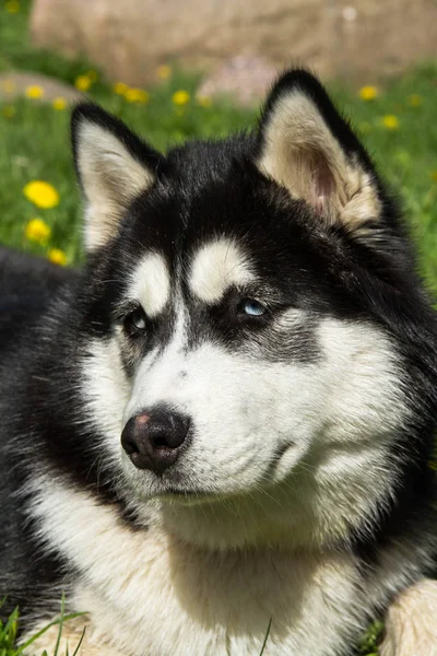 Husky, köpek, hayvan, Evcil, güzel, safkan — Stok fotoğraf