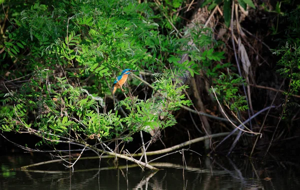 Common Kingfisher (male) sitting on a sheltered sallow branch near its nest, in the Danube Delta, the home of many species of birds in Europe