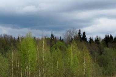 Güzel orman ağaçları baharda bulutlu bir gökyüzüne karşı.