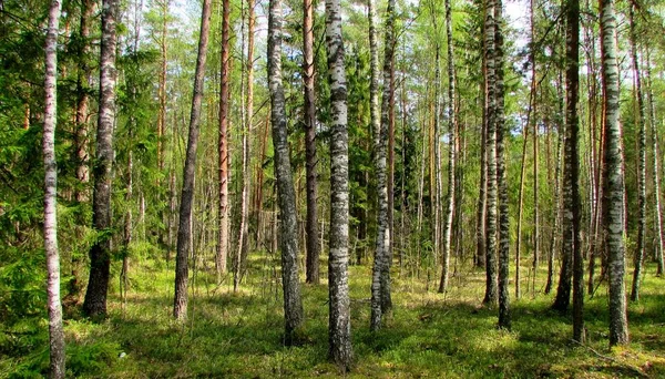 Beautiful Forest View Birch Andpine Trees Synny Day — Stock Photo, Image