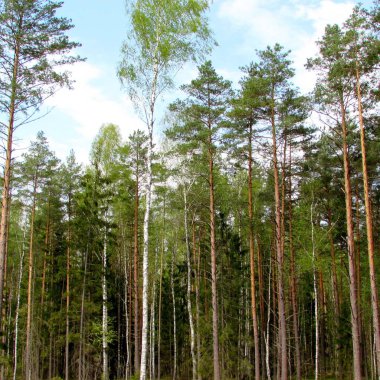 Baharda güzel orman ağaçları.