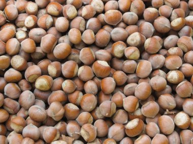 arka plan olarak doğal olgun nazelnuts