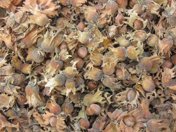Nazelnuts maturi naturali come sfondo — Foto Stock