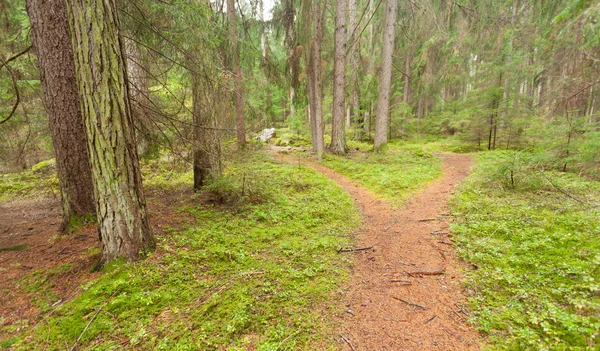 En alpine väg delas upp i två olika riktningar. Det är en höstlig molnig dag. — Stockfoto