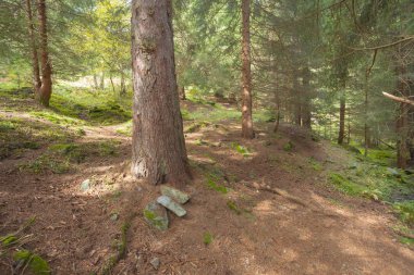 ormana doğru uzun bir yol bulutlu bir günde yürüyüş.