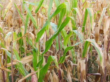 Mısır alan sonbahar görünümü