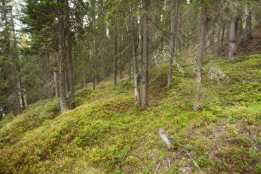 İtalyan Alpleri tipik bir orman içinde