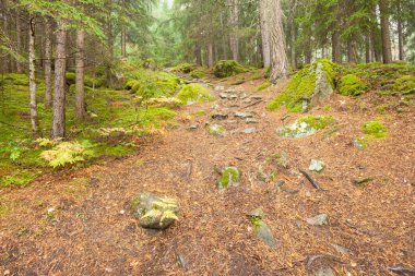 ormana doğru uzun bir yol bulutlu bir günde yürüyüş. Hiçbir kişi civarında