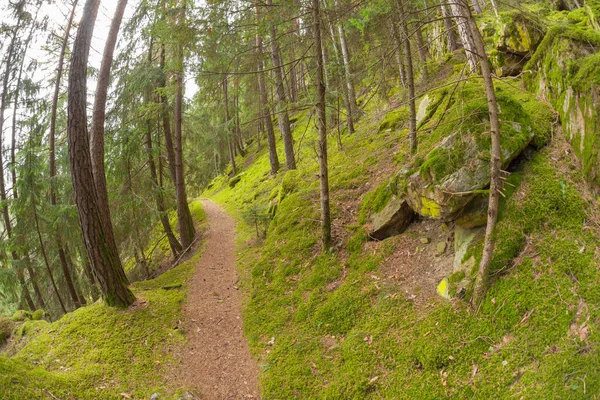 Caminhando na floresta longo um caminho em um dia nublado. Não há pessoas por perto — Fotografia de Stock