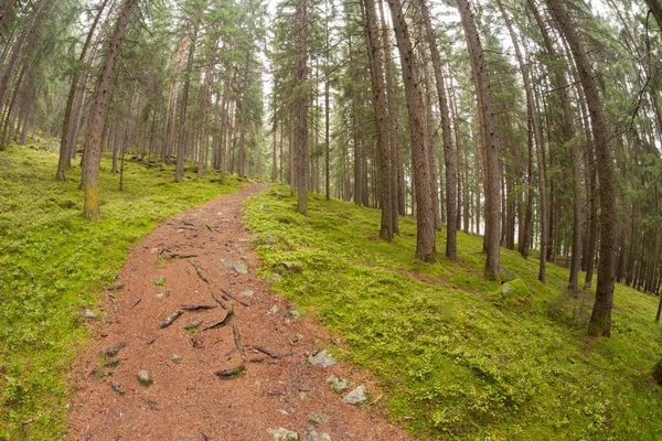 Kävely metsään pitkä polku pilvisenä päivänä. Ei ihmisiä. — kuvapankkivalokuva