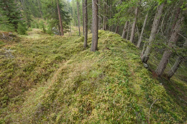 A l'intérieur d'une forêt typique des Alpes italiennes — Photo