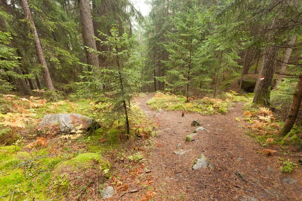 Caminando en el bosque largo un camino en un día nublado. No hay gente alrededor —  Fotos de Stock